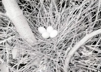 Nest of Eggs of Green Heron 2 1/2 miles NE of Havelock. Lancaster County.