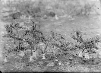Original caption: Dondia with salt crystalized about bases. Salt Basin, Lincoln. Lancaster County.