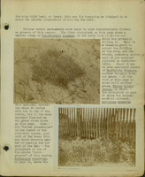 Frank Shoemaker, Narratives, Thomas County, July 3-11, July 27-30, 1911