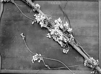 Original caption: Dodder or Ragweed. Salt Basin. Aug. 25, 1916