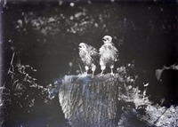 Original caption: Two young Cooper Hawks, Roca, NE. July 4, 1913
