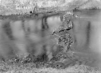 Characteristic minor drift obstruction of muskrat™s hole, Salt Creek, Branson Woods. June 13, 1921. Lancaster County. Frank H. Shoemaker (321301-A1331)