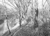 Salt Creek: Branson Woods, November woodland, bank of Salt Creek. Nov. 13, 1920. Lancaster County. Frank H. Shoemaker (321301-A1212)