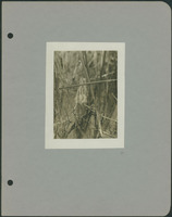 Frank Shoemaker - Omaha, Lincoln, and Nebraska Narratives