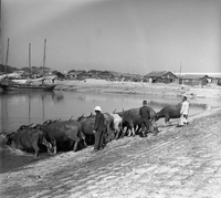 "Macau" Three men herd a group of water buffalo into the water.