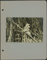 Frank Shoemaker - Omaha, Lincoln, and Nebraska Narratives