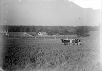 Calves, Branson Woods
