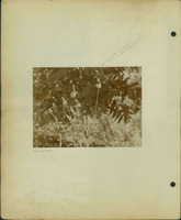 Frank Shoemaker, Narratives, Thomas County, July 3-11, July 27-30, 1911