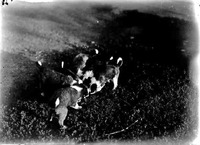Puppies, Branson Farm, Lincoln. Lancaster County. Frank H. Shoemaker (321301-A1549)