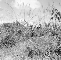 "Ashau-Laos Border", a soldier hiding in the grass, only the tip of the head visible