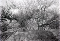 Original caption: Woodland along Salt Creek, SW of Pen. Southwest of penitentiary. Nov. 9, 1913
