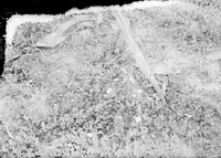 Original caption: Small flowering morning-glory- Salt Basin. Aug. 25, 1916