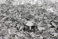Coprinus comatus. Near Havelock. Nov. 8, 1914