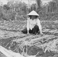 Original caption: "BMT - IUS" A Vietnamese women kneel in a field smiling during her work.