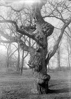 Elm, Branson Grove. Home of screech owl. Mar. 12, 1916. Lancaster County. Frank H. Shoemaker (321301-A0586)