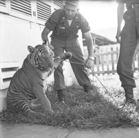 "Ca Mau" American soldiers is holding a chain attached to tiger. Tiger lifts up paw as it looks at the camera. Another soldier looking on.
