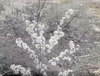 Plum Blossoms-Havelock. Apr. 26, 1918