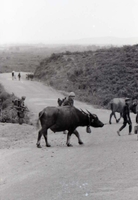 American soldiers walking along a dirt road and carrying supplies. There are also water buffalo on the road.