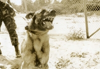 "He hasn't got a heart of gold, but never let it be said that Sarge doesn't have a golden smile. Sarge, a four year-old sentry dog, was plagued by a fractured tooth which had become abscessed. Several members of the 981st MP Company (Sentry Dog) and the 764th Veterinarian Detachment came upon the idea of giving Sarge a gold tooth. CPT Charles W. Norwood, a dentist from the 518th Medical Detachment in An Khe, was called in for the operation on Sarge. He pulled the diseased tooth and securely fitted the dog with gold canine tooth. The result is a four legged, snapping, snarling, golden smiling Sarge, who boasts of this command unit every time he opens his mouth- imbedded in the gold tooth is a detailed green and gold replica of the 18th Military Police Brigade insignia." A military dog snarls and barks at the camera. A soldier in the background holds the leash.