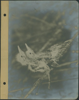 Frank Shoemaker - Omaha, Lincoln, and Nebraska Narratives