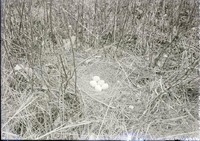 Marsh Hawk-nest and five eggs, Havelock. 1918