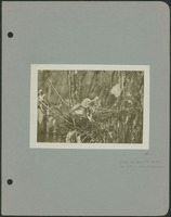 Frank Shoemaker - Omaha, Lincoln, and Nebraska Narratives