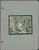 Frank Shoemaker - Omaha, Lincoln, and Nebraska Narratives