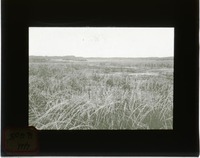 View of grassland prairie, possibly near Hackberry Lake. Cherry County.  (121111-00070)
