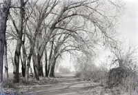 Cottonwoods, NE of Havelock, Nebr. Nov. 8, 1914