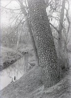 Original caption: Walnut tree near Roca. Apr. 7, 1918