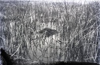 Original caption: Pied-billed Grebe. Hackberry Lake, Cherry Co., Nebraska May 1903. Cherry County.