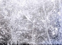 Nest of Green Heron 2 1/2 miles Northeast of Havelock. Lancaster County.