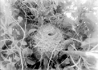 Original caption: Robin's nest (on stump) adapted by white-footed mouse-Salt Basin, Lincoln. Lancaster County.