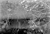 Original caption: Nest of robin, placed on stump, used by white-footed mouse, Salt Basin. Lancaster County.