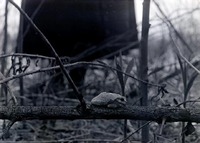 Treetoad-northeast of Havelock. May 9, 1920