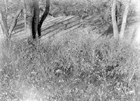 Branson Woods, Lincoln (Symphonicarpos). Nov. 13, 1921. Lancaster County. Frank H. Shoemaker (321301-A1325)