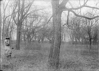 Hackberry, Branson Grove. Mar. 12, 1916. Frank H. Shoemaker (321301-A0584)