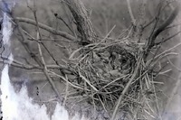 Four young Crow in nestâ€“3 miles N.E. of Havelock. Apr. 26, 1918