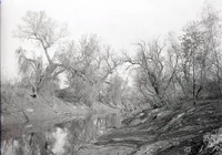 Salt Creek, 2 1/2 miles NE of Havelock. Nov. 8, 1914