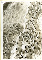 Frank H. Shoemaker, typescript, 3 pages, on snake hunting in Cliff Swallow nests, with an accompanying note and photo.