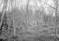 Branson woods. Lancaster County. Frank H. Shoemaker (321301-A0976)