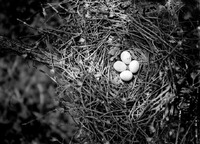 Original caption: Cooper Hawk, nest with four eggs. Roca, Nebr. May 1918