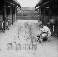 An American woman pets a dog next to her garden.
