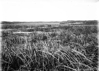 Original caption: Hackberry Lake, Cherry Co., Nebraska.Â Across the tules. June 1903. Cherry County.