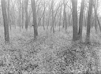 Original caption: Bottomland woods near Salt Creek, Saltillo. Oct. 1919