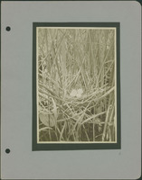 Frank Shoemaker - Omaha, Lincoln, and Nebraska Narratives