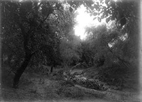 Original caption: Salt Creek-Small trib. North of Have lock. Late evening. Aug. 7, 1921