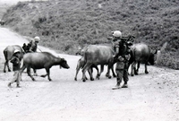 American soldiers walking along a dirt road and carrying supplies. There are also water buffalo on the road.