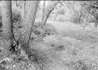 Branson Grove, Salt Creek, 7.30 pm. Sept. 22, 1918. Lancaster County. Frank H. Shoemaker (321301-A0810)