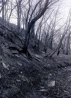 Original caption: Woodland near Roca Dec. 15, 1912